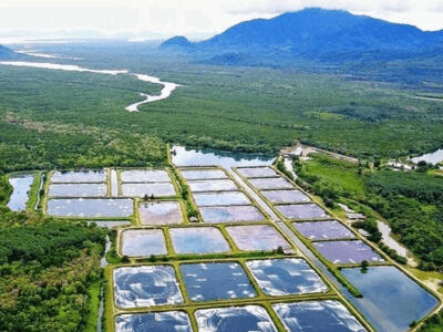Sustainable Thai shrimp farm