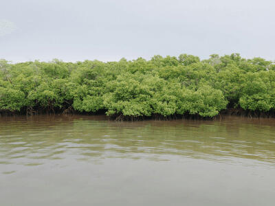 Mangrove restoration project in Thailand