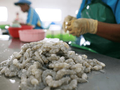 Ethical labor practices in Thai shrimp farms